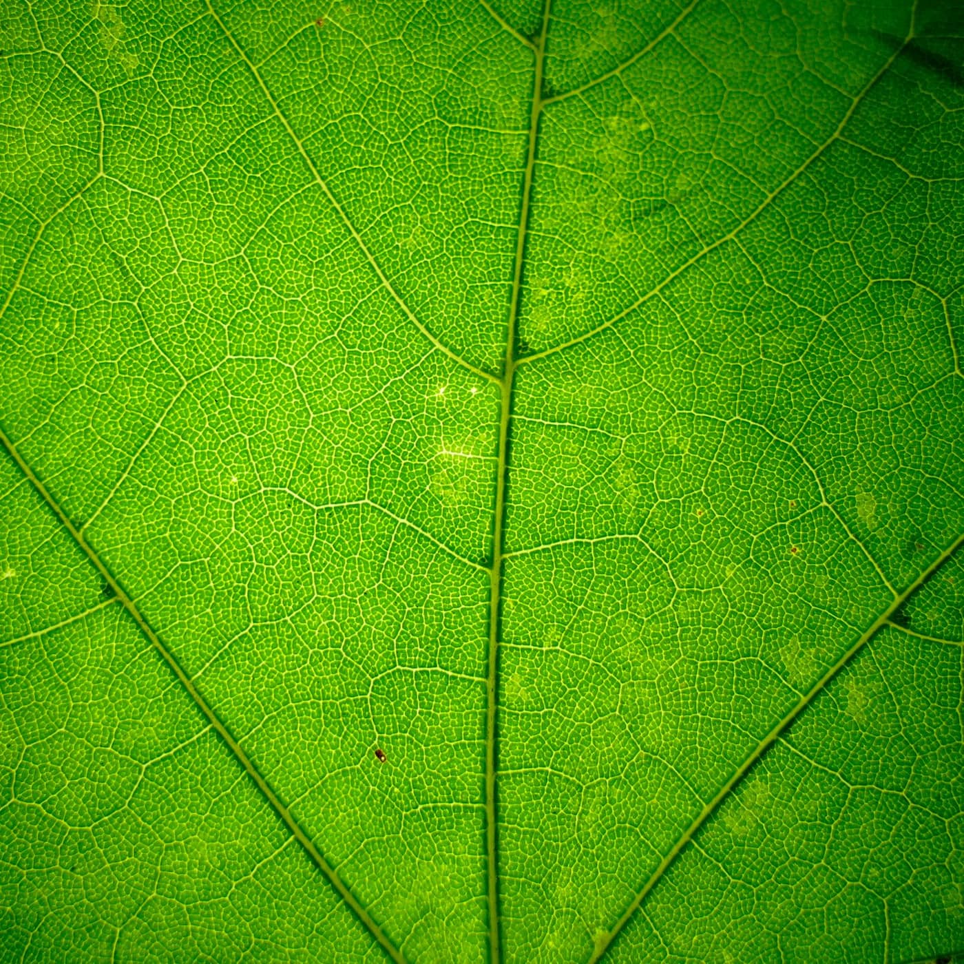 Macro detail of high-quality green goatskin leather used for premium binding.
